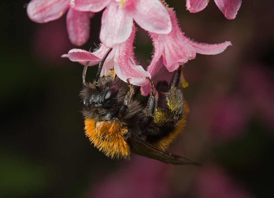 Tawny Mining Bee 3